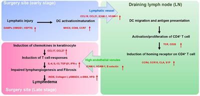 Regulation of Immune Function by the <mark class="highlighted">Lymphatic System</mark> in Lymphedema